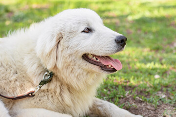 A large white Maremma Sheepdog lies on the lawn in a summer park against a backdrop of blooming flowers.
