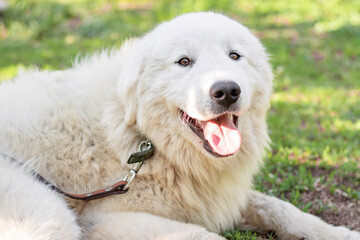 A large white Maremma Sheepdog lies on the lawn in a summer park against a backdrop of blooming flowers.