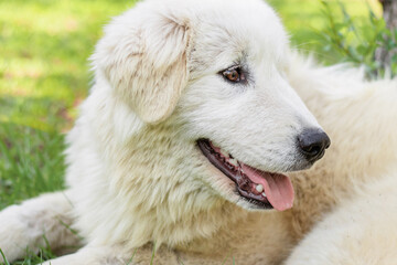 Obraz premium A large white Maremma Sheepdog lies on the lawn in a summer park against a backdrop of blooming flowers.