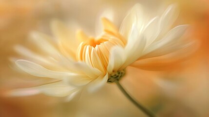 Radiant Chrysanthemum Blossom: Unfurling Petals 