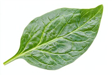 Fototapeta premium Vibrant studio shot of a single fresh green spinach leaf displaying texture and vein details on white