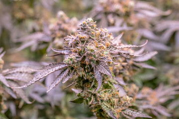female blossom marijuana SoG Sea of Green net hemp cultivation technique Growing pot indoor bloom...