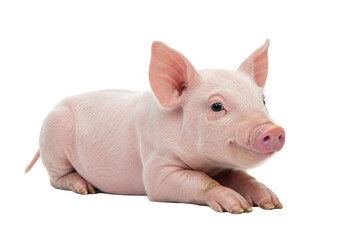 Isolated Adorable Pink Piglet Lying Down