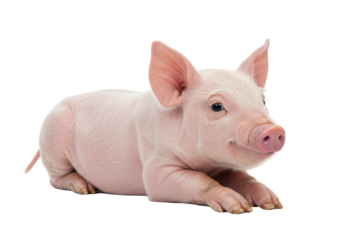 Isolated Adorable Pink Piglet Lying Down