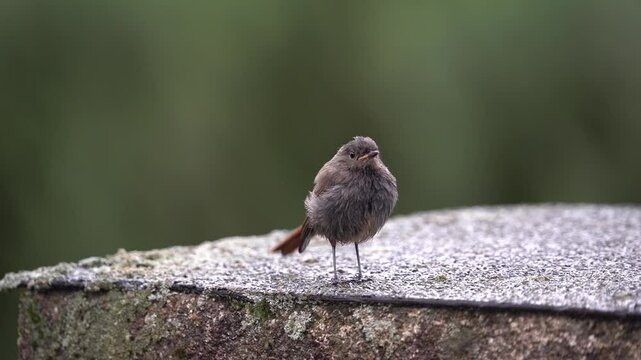 Black redstart bird on the roof