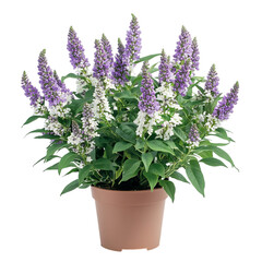A Potted Butterfly Bush Plant with Purple Flowers Isolated on Transparent Background