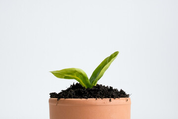 Young plant in terracotta pot on white background