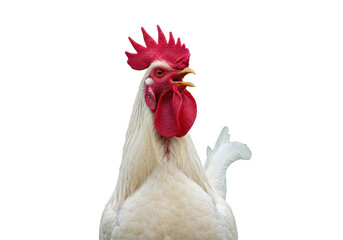 Isolated White Rooster Crowing with Red Comb and Wattle