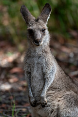 Young eastern grey kangaroo head shot