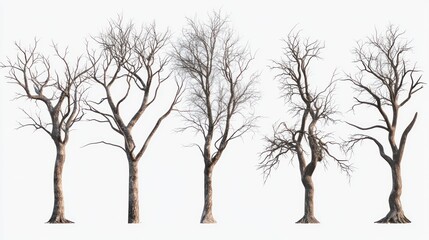 Obraz premium Stark, detailed leafless trees displayed against a clear background.