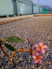 flowers on the rocks