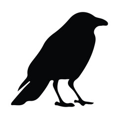 Obraz premium crow silhouette