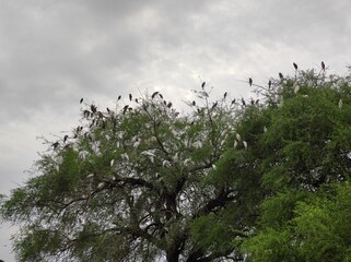 birds on the tree, south Sudan