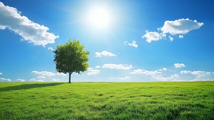 Single Tree in a Sunny Green Field Under a Blue Sky
