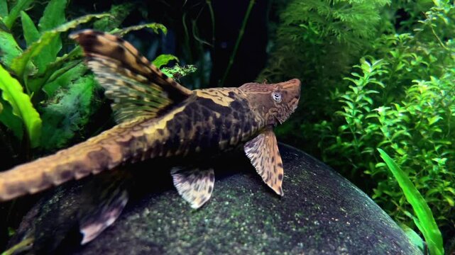 Suckermouth Catfish, hypostomus plecostomus, Freshwater Aquarium Fish.