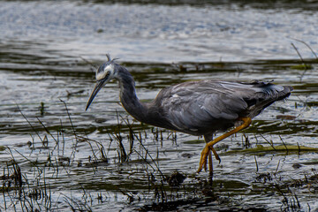 White-faced Heron