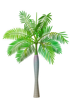 vector palm tree. Clip art isolated on transparent background.