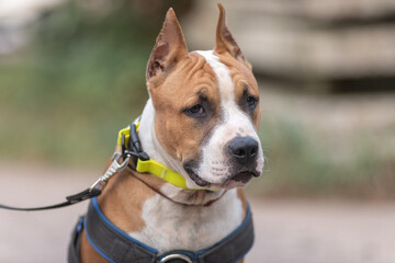 A beautiful purebred Staffordshire Terrier is training in a summer park.