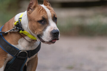A beautiful purebred Staffordshire Terrier is training in a summer park.