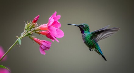 Fototapeta premium Vibrant hummingbird delicately hovers near bright pink flower soft light. AI Generated