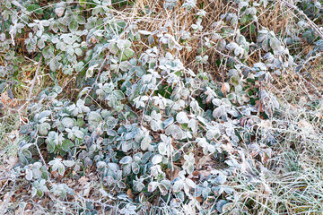 Hoarfrost or hard rime on the leaves of blackberry bushes on a cold winter morning