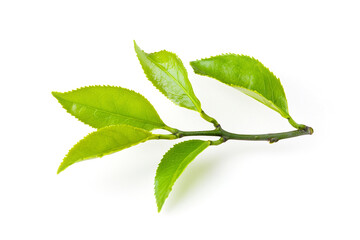 Fresh Green Tea Twig with Young Leaves on White Background. Generative AI Illustration
