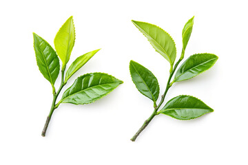 Fresh Green Tea Twig with Young Leaves on White Background. Generative AI Illustration
