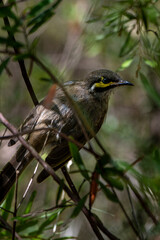 Yellow-faced Honeyeater