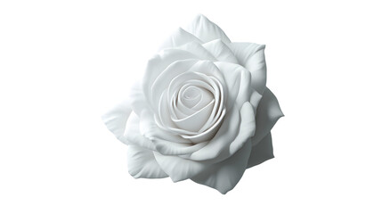 rose transparent background png
