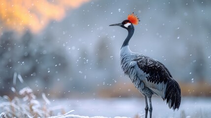 Majestic crane in winter wonderland.  Snow falls gently around the elegant bird. © Kristina
