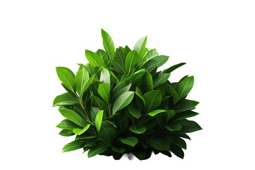 Grüner Busch mit dichten Blättern, PNG mit transparentem Hintergrund

