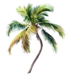 Fototapeta premium Tropical Palm Tree on Black Background