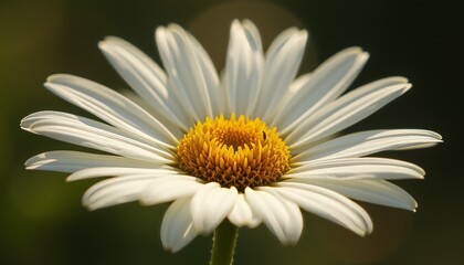 Fototapeta premium White daisy with yellow center radiating simplicity and peace