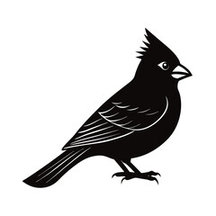 vector illustration of a common bird.