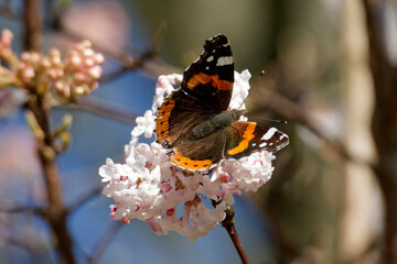 Red admiral butterfly (Vanessa Atalanta) perched on a white flower in Zurich, Switzerland © Janine