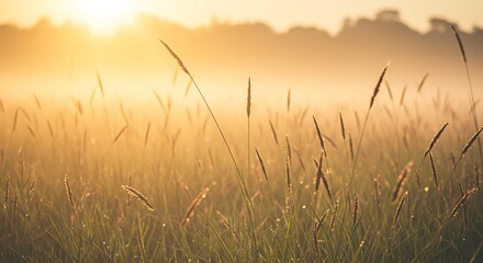 Fototapeta premium Golden Sunrise over a Misty Meadow, Perfect for Calm and Serene Stock