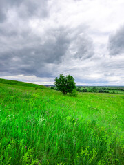 Tree is standing in a field of green grass