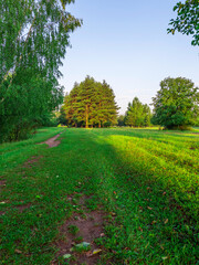 Path through a forest with a tree in the middle