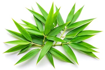 Fresh Bamboo Leaves