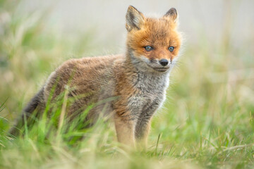 曇り空の柔らかな光の草むらに子キツネが親の帰りを待ち望んでいる姿。グレー色の背景で子キツネは少し左側で右を向いて立って居る、周りには背丈の低い草木に囲まれて居る横構図です。