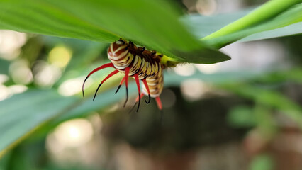 Close-up view of Blue Striped Crow caterpillar. Euploea mulciber caterpillar on a leaf, beautiful patterned caterpillar with striking horns.