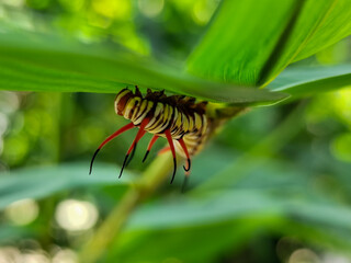 Close-up view of Blue Striped Crow caterpillar. Euploea mulciber caterpillar on a leaf, beautiful patterned caterpillar with striking horns.