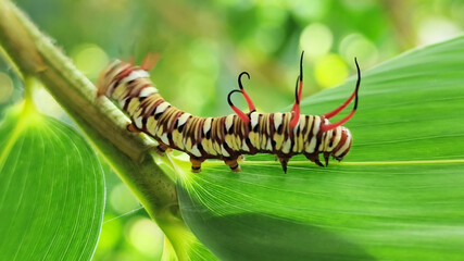 Close-up view of Blue Striped Crow caterpillar. Euploea mulciber caterpillar on a leaf, beautiful patterned caterpillar with striking horns.