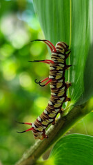 Close-up view of Blue Striped Crow caterpillar. Euploea mulciber caterpillar on a leaf, beautiful patterned caterpillar with striking horns.