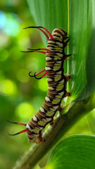 Close-up view of Blue Striped Crow caterpillar. Euploea mulciber caterpillar on a leaf, beautiful patterned caterpillar with striking horns.
