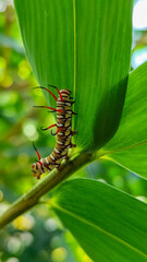 Close-up view of Blue Striped Crow caterpillar. Euploea mulciber caterpillar on a leaf, beautiful patterned caterpillar with striking horns.