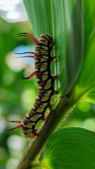 Close-up view of Blue Striped Crow caterpillar. Euploea mulciber caterpillar on a leaf, beautiful patterned caterpillar with striking horns.