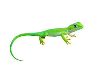 Lizard gripping branch isolated animal image