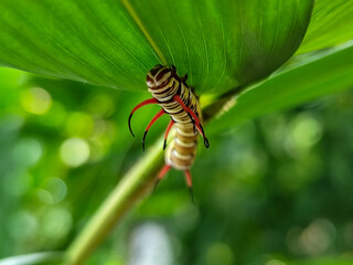 Close-up view of Blue Striped Crow caterpillar. Euploea mulciber caterpillar on a leaf, beautiful patterned caterpillar with striking horns.