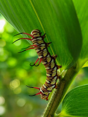 Close-up view of Blue Striped Crow caterpillar. Euploea mulciber caterpillar on a leaf, beautiful patterned caterpillar with striking horns.
